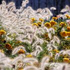 Herbststimmung auf der Landesgartenschau in Hemer