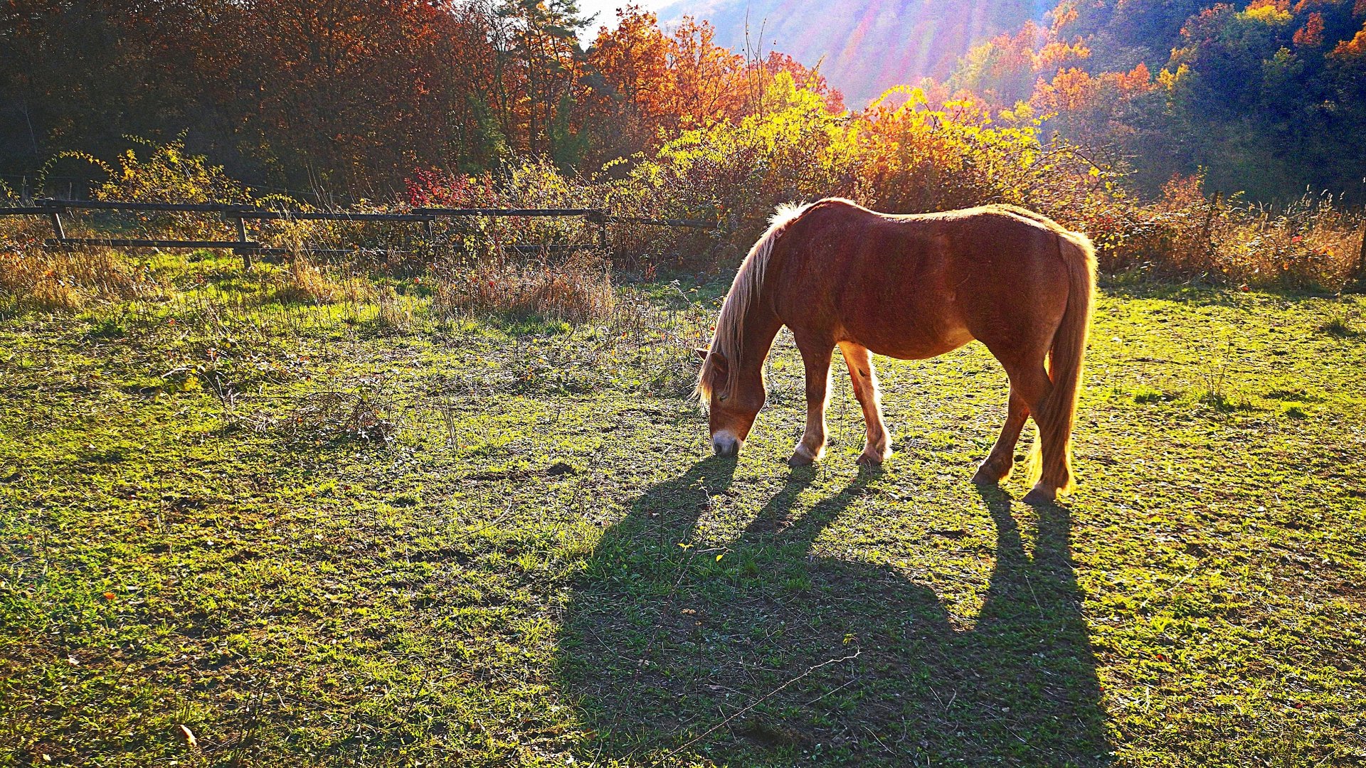 Herbststimmung auf der Pferdeweide