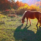 Herbststimmung auf der Pferdeweide