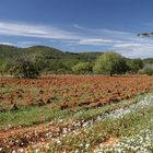 Herbststimmung auf Ibiza