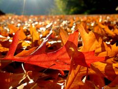 Herbststimmung aus der Sicht einer kleinen Maus