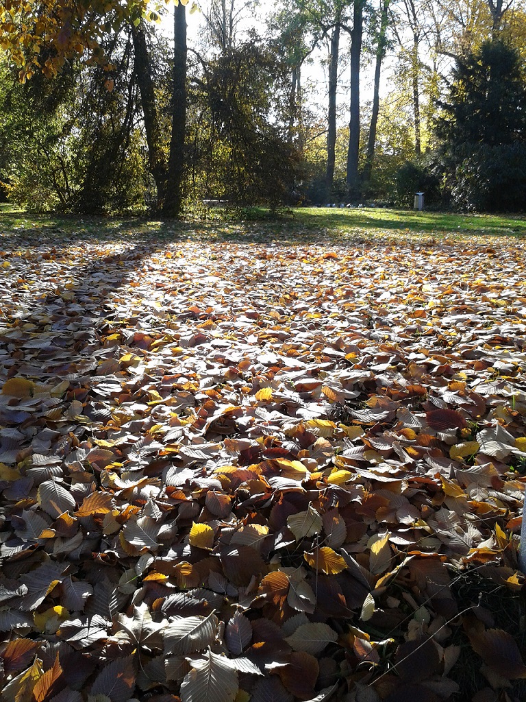 Herbststimmung, Autumn Magic, 10/30/2016, Friedrichsau, Ulm