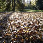 Herbststimmung, Autumn Magic, 10/30/2016, Friedrichsau, Ulm