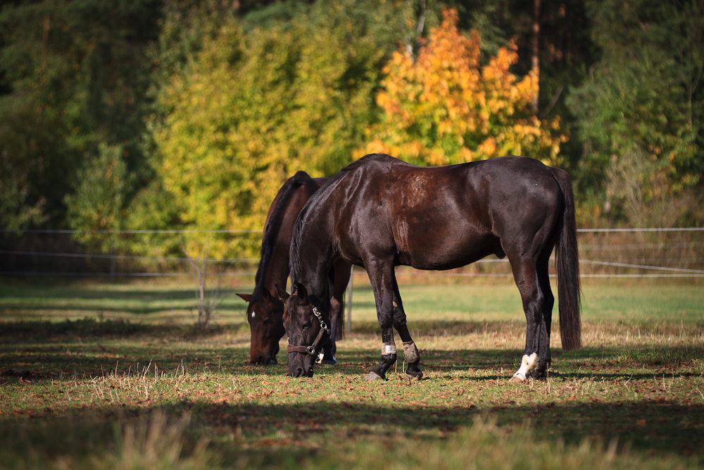 Herbststimmung