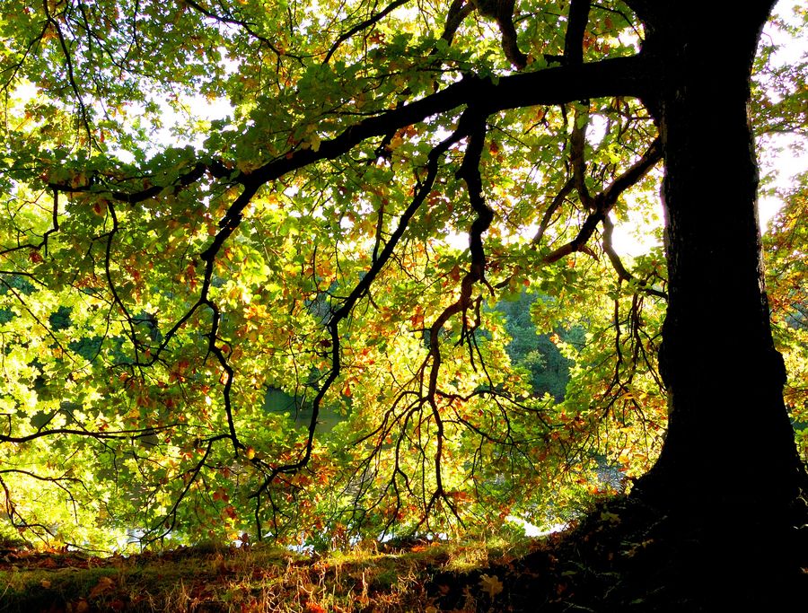 Herbststimmung