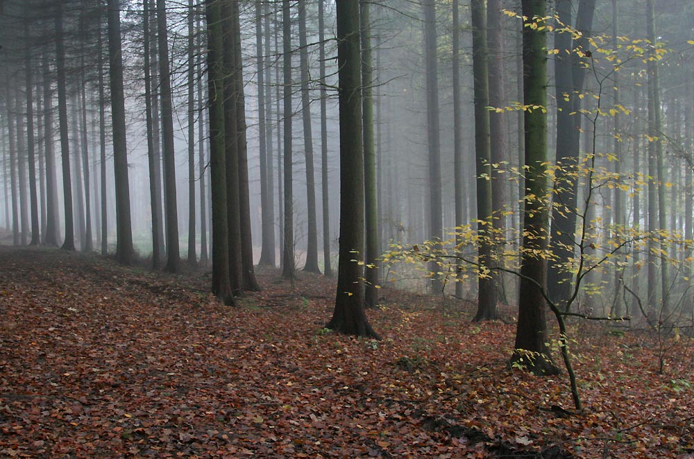 Herbststimmung