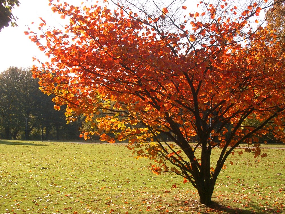 Herbststimmung