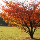 Herbststimmung