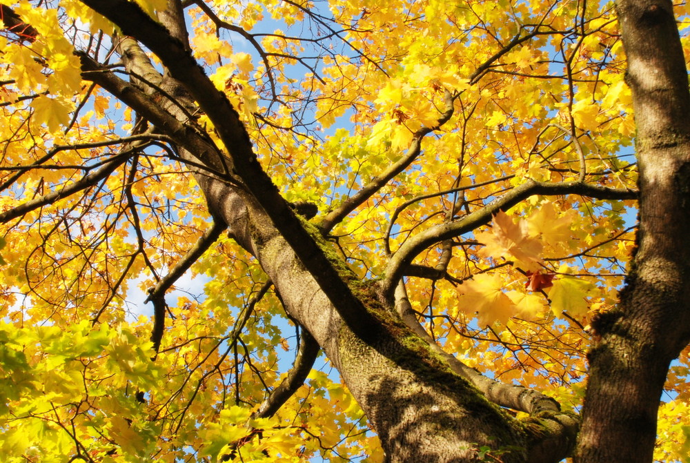 Herbststimmung