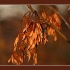 Herbststimmung