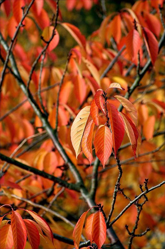 Herbststimmung