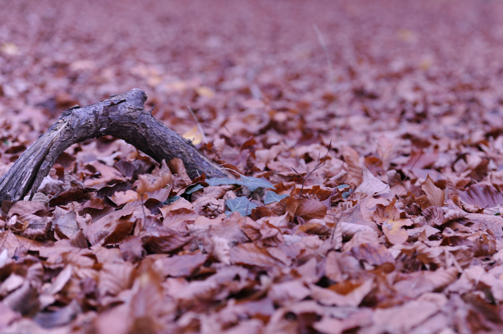 Herbststimmung