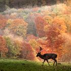 Herbststimmung