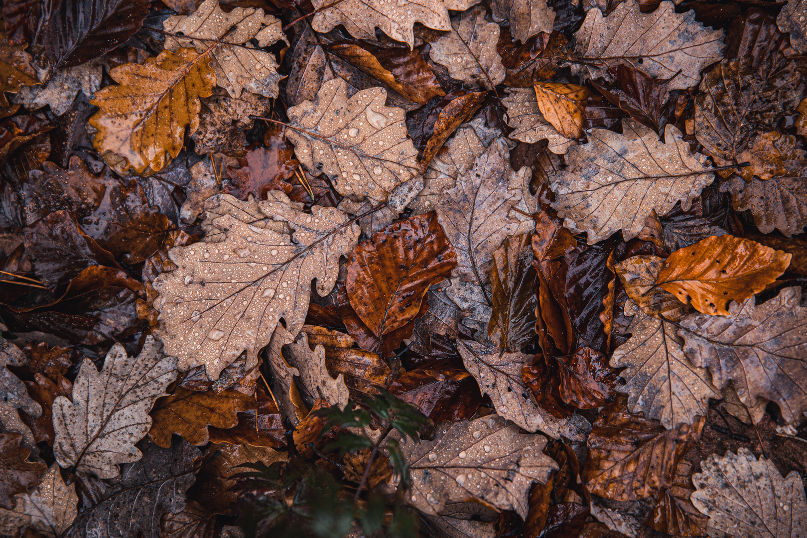 Herbststimmung