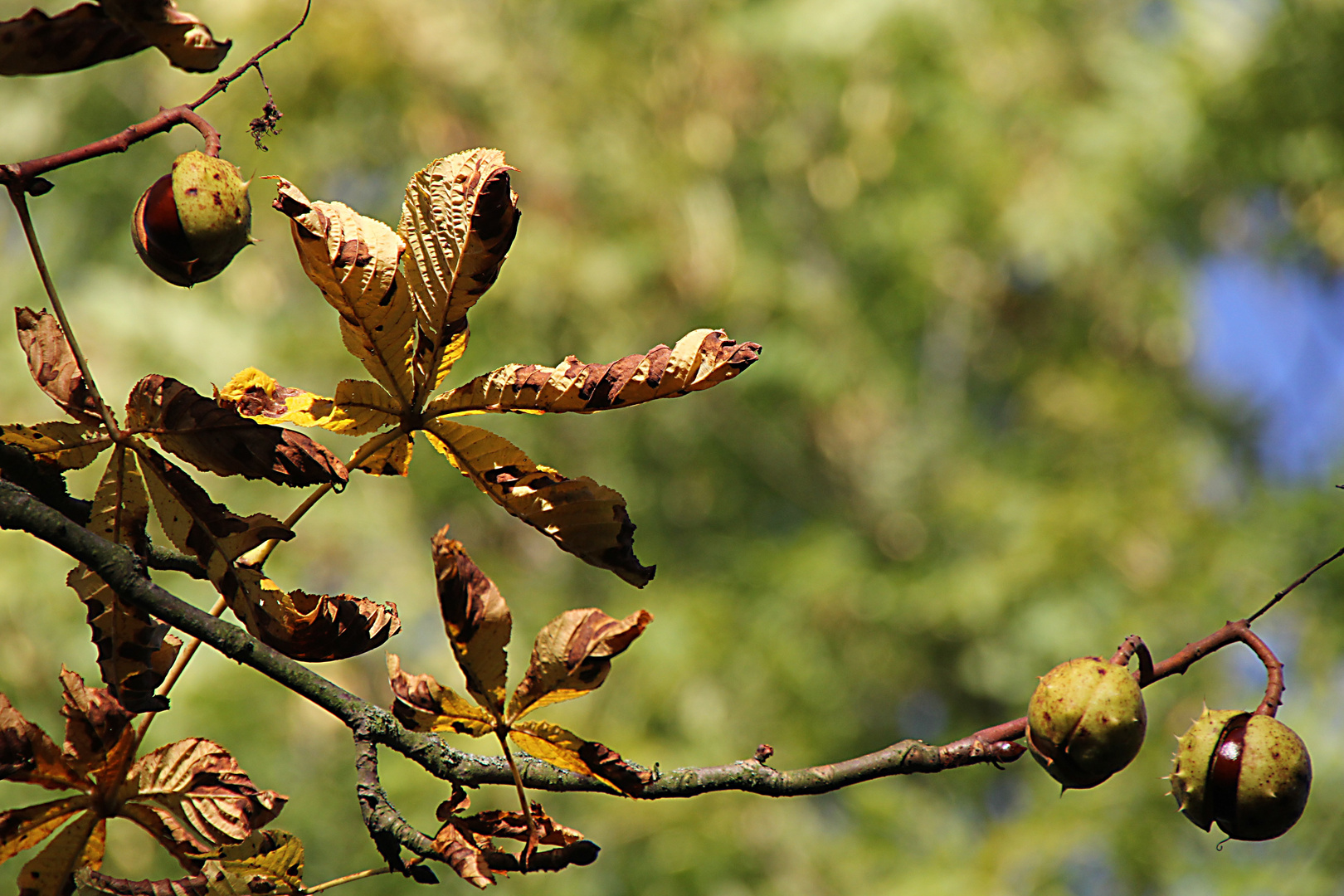 Herbststimmung