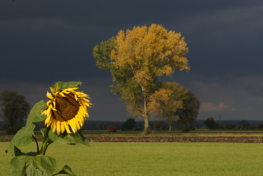 Herbststimmung