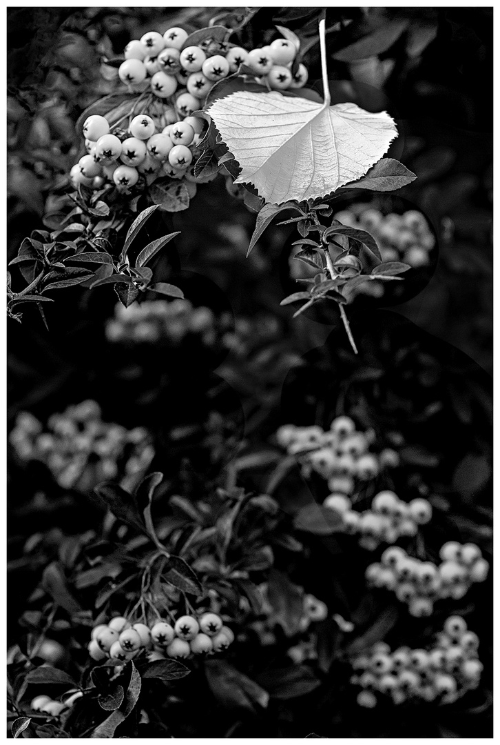 Herbststimmung bei B&W