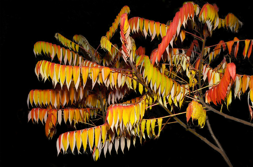 Herbststimmung bei Nacht