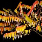 Herbststimmung bei Nacht