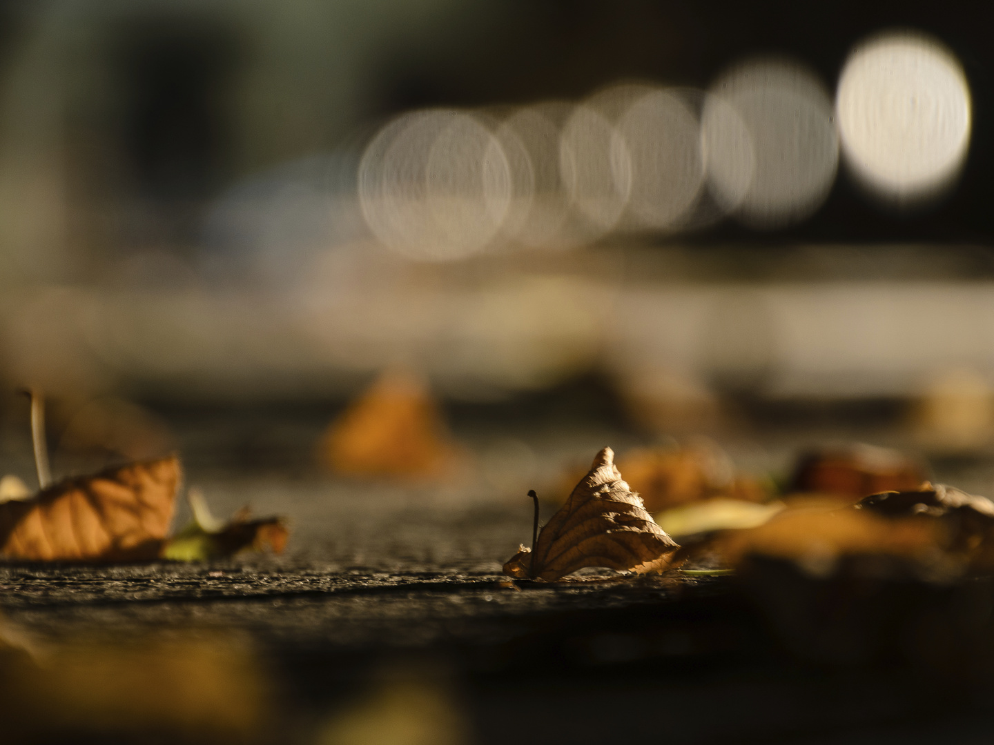 Herbststimmung bei Nacht