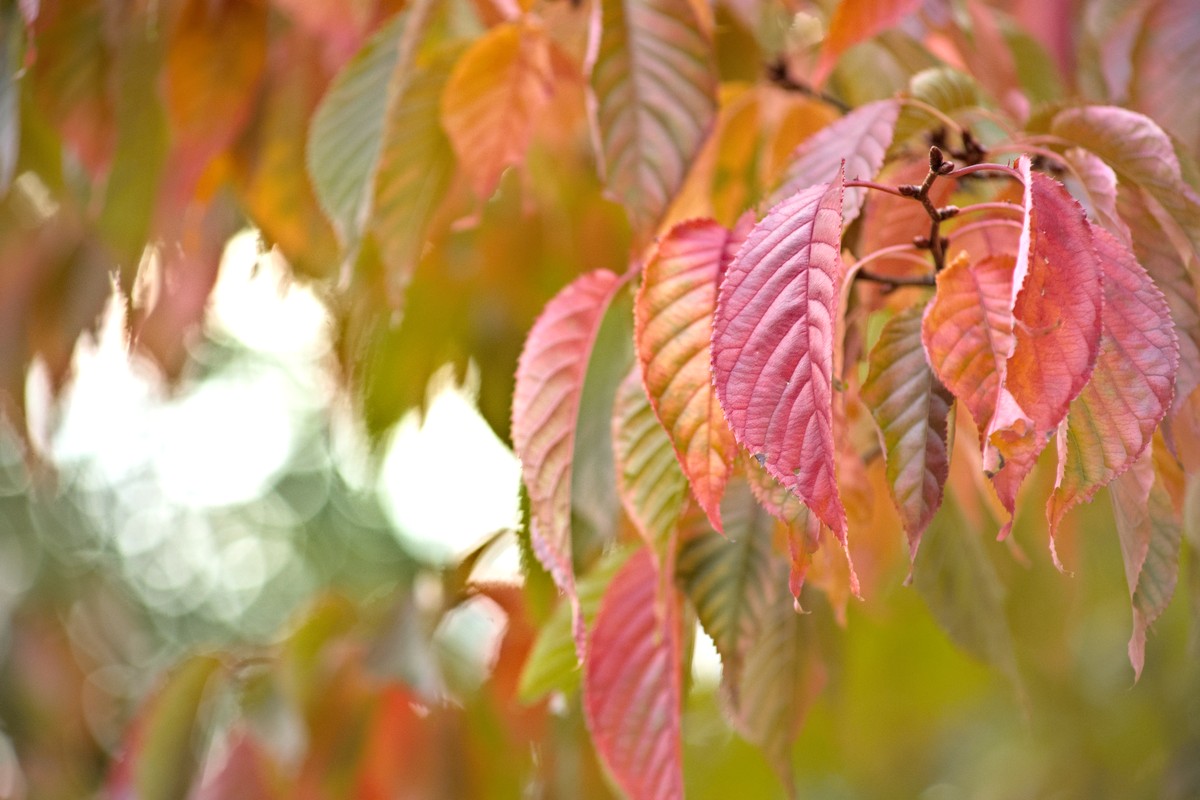 Herbststimmung beim Freiburger Stadtgarten