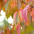 Herbststimmung beim Freiburger Stadtgarten