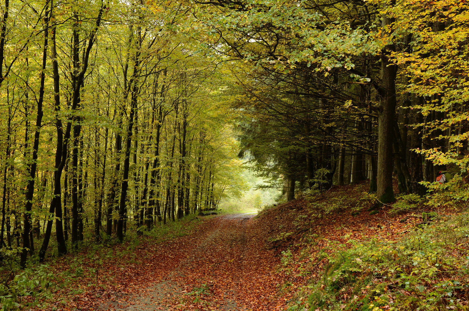 Herbststimmung beim Waldspaziergang im Sauerland
