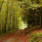 Herbststimmung beim Waldspaziergang im Sauerland