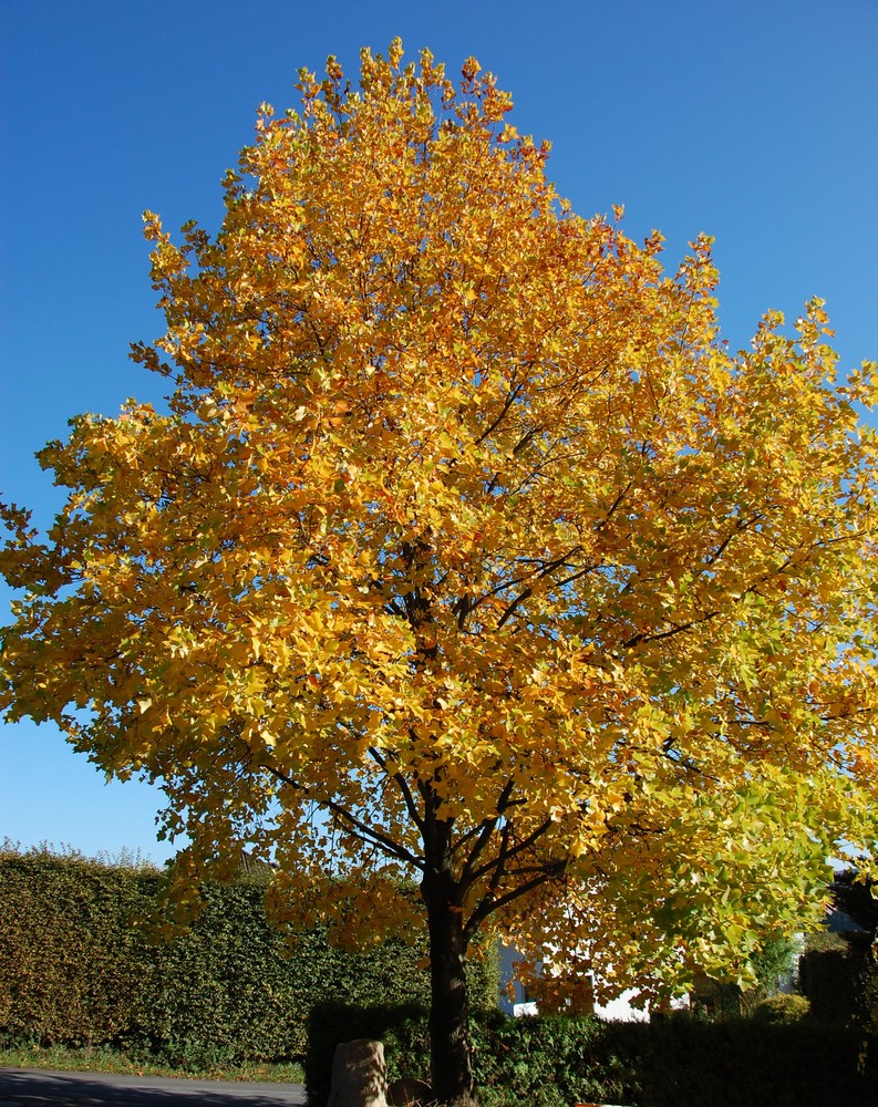 Herbststimmung