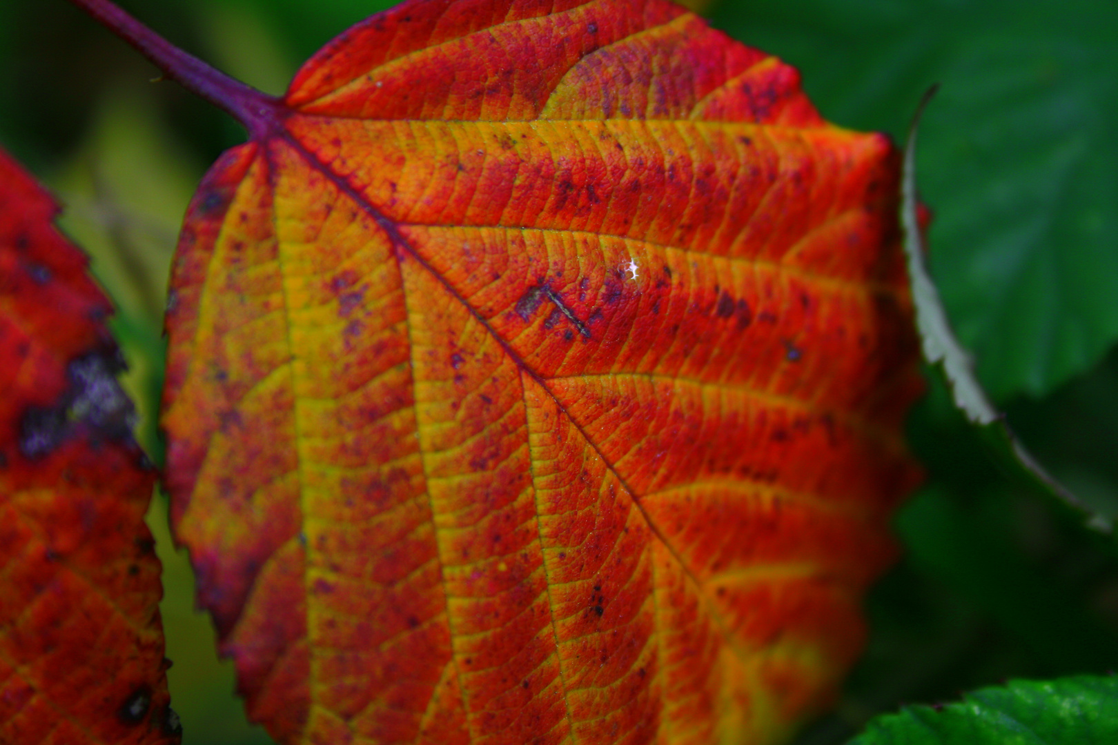 Herbststimmung