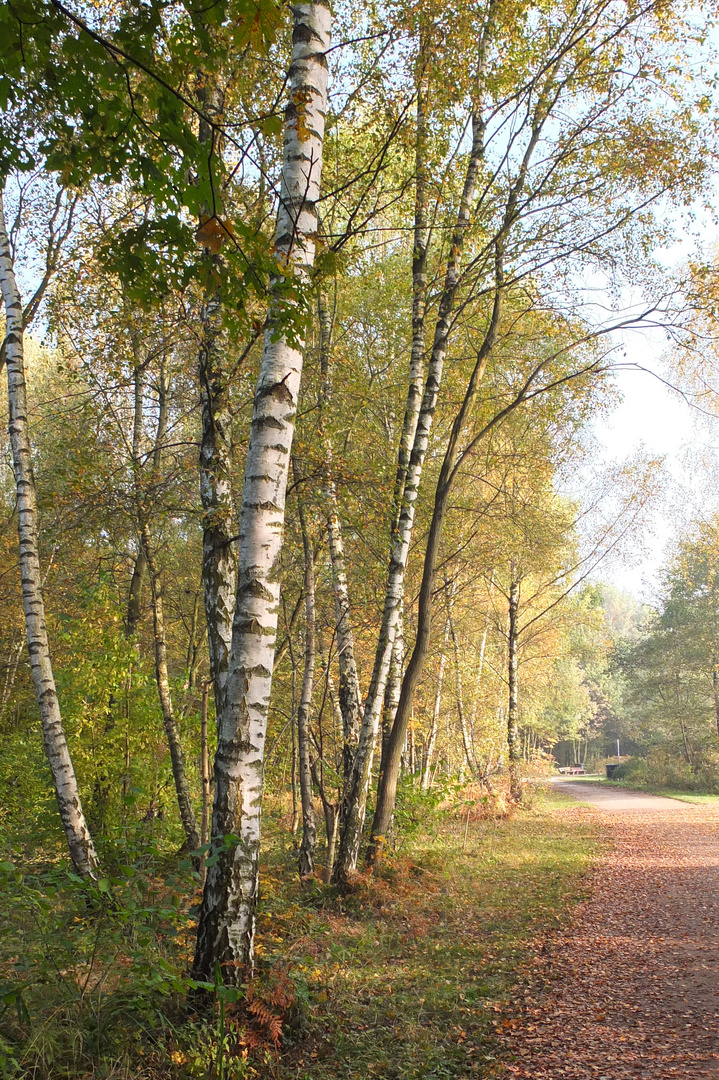 Herbststimmung