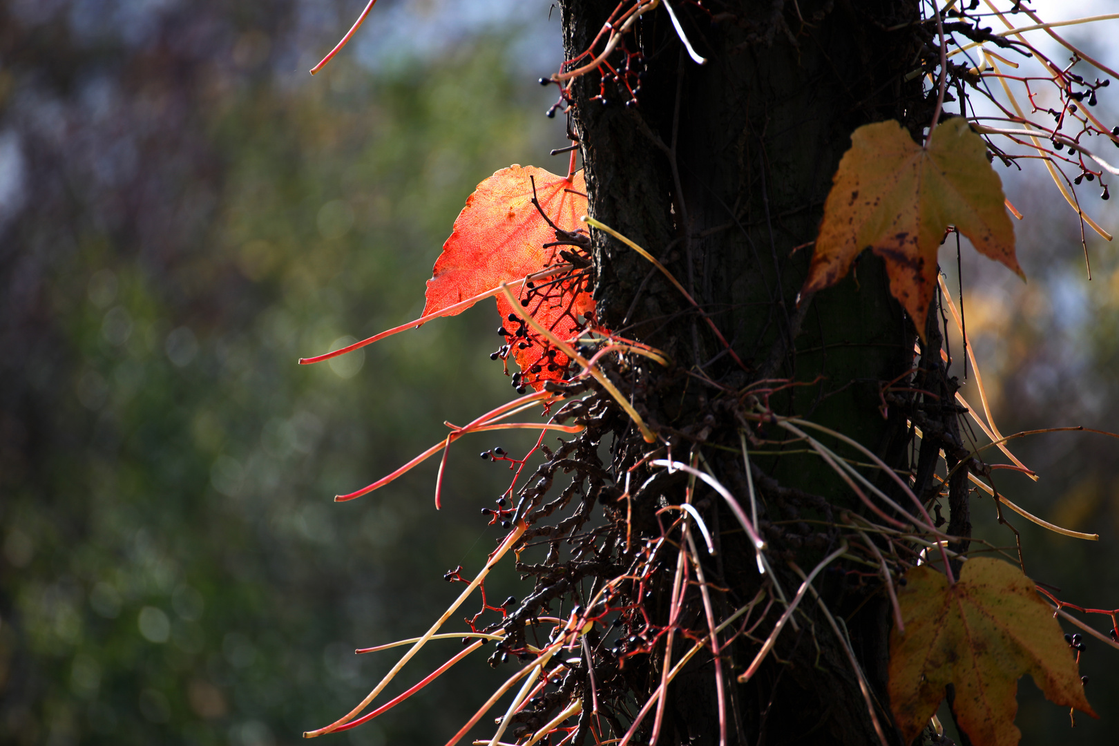 Herbststimmung