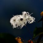 Herbststimmung 