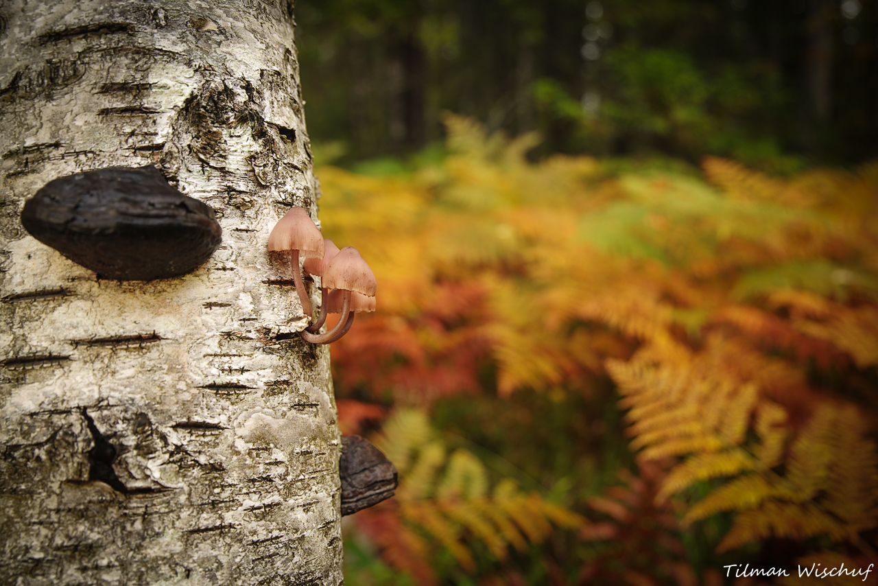 Herbststimmung