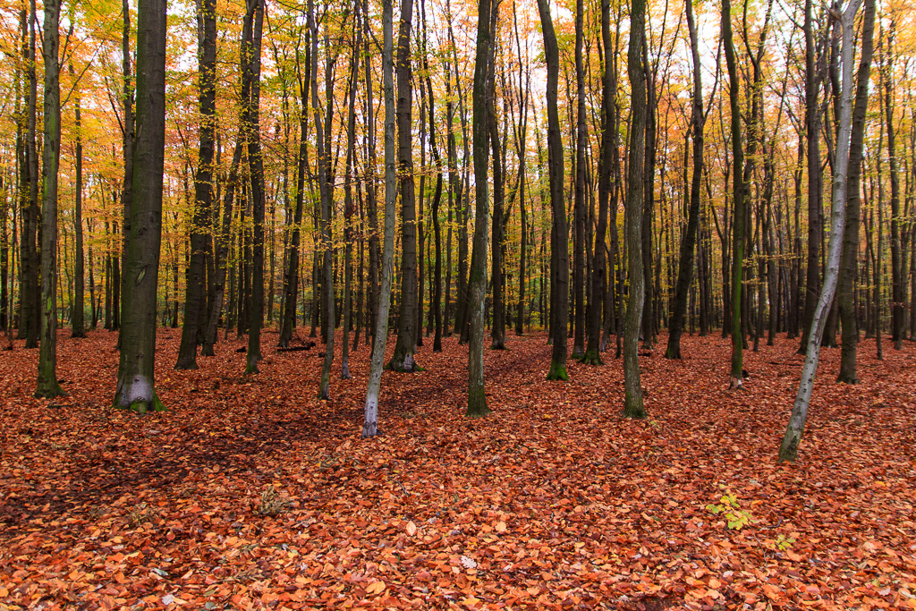 Herbststimmung