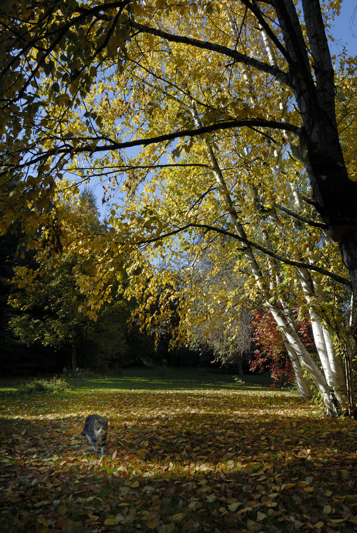  Herbststimmung