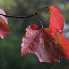 Herbststimmung