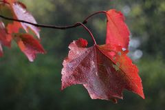 Herbststimmung