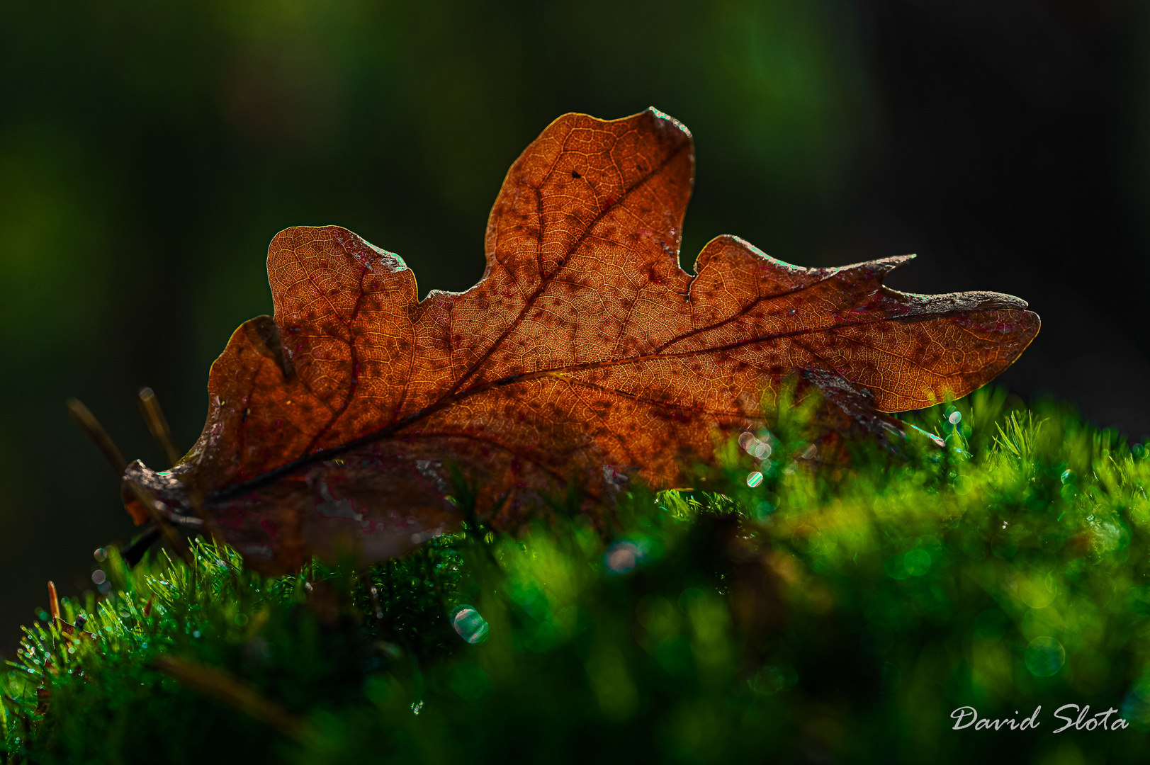 Herbststimmung