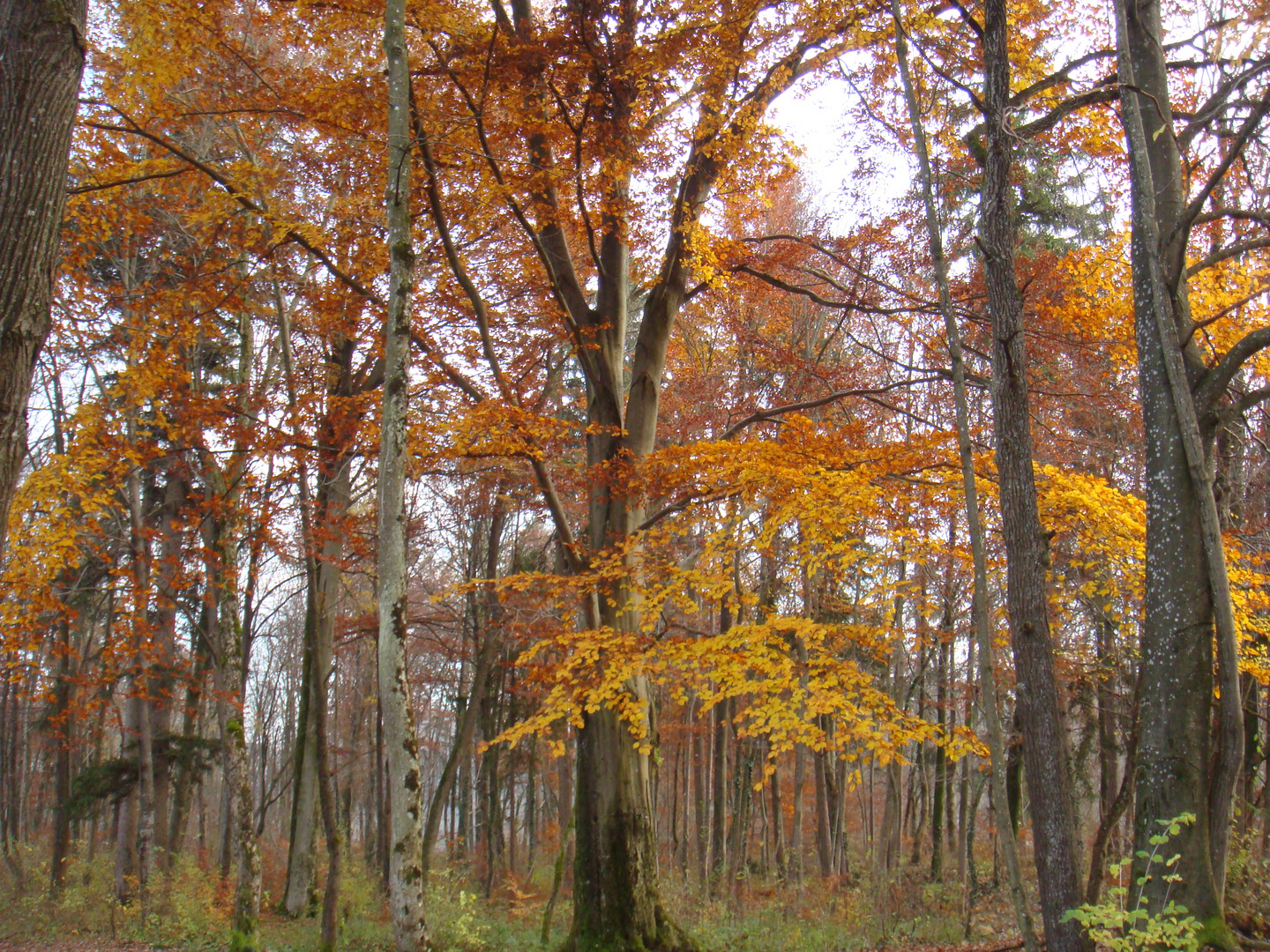 Herbststimmung