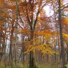 Herbststimmung