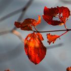 Herbststimmung