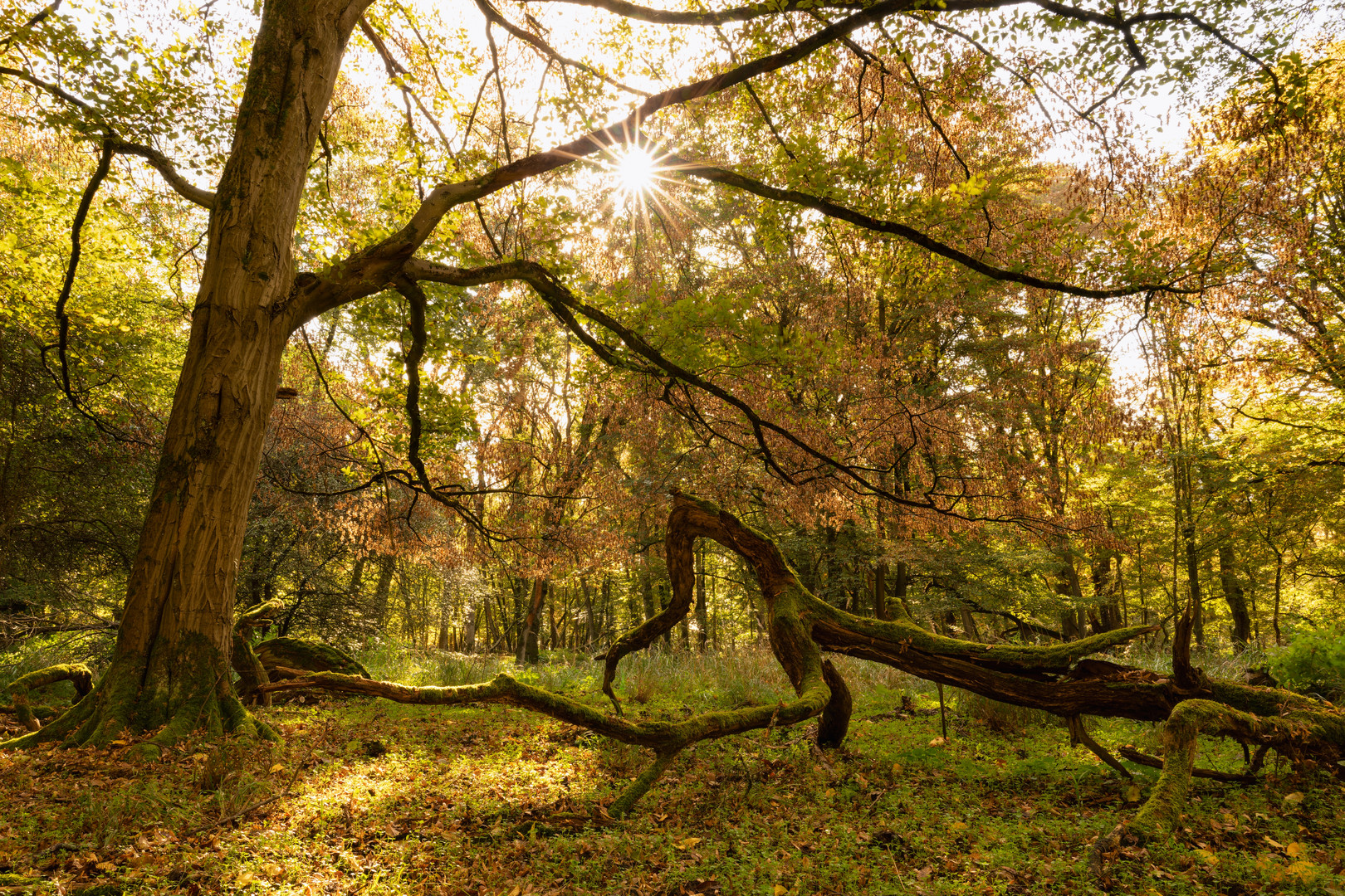 Herbststimmung