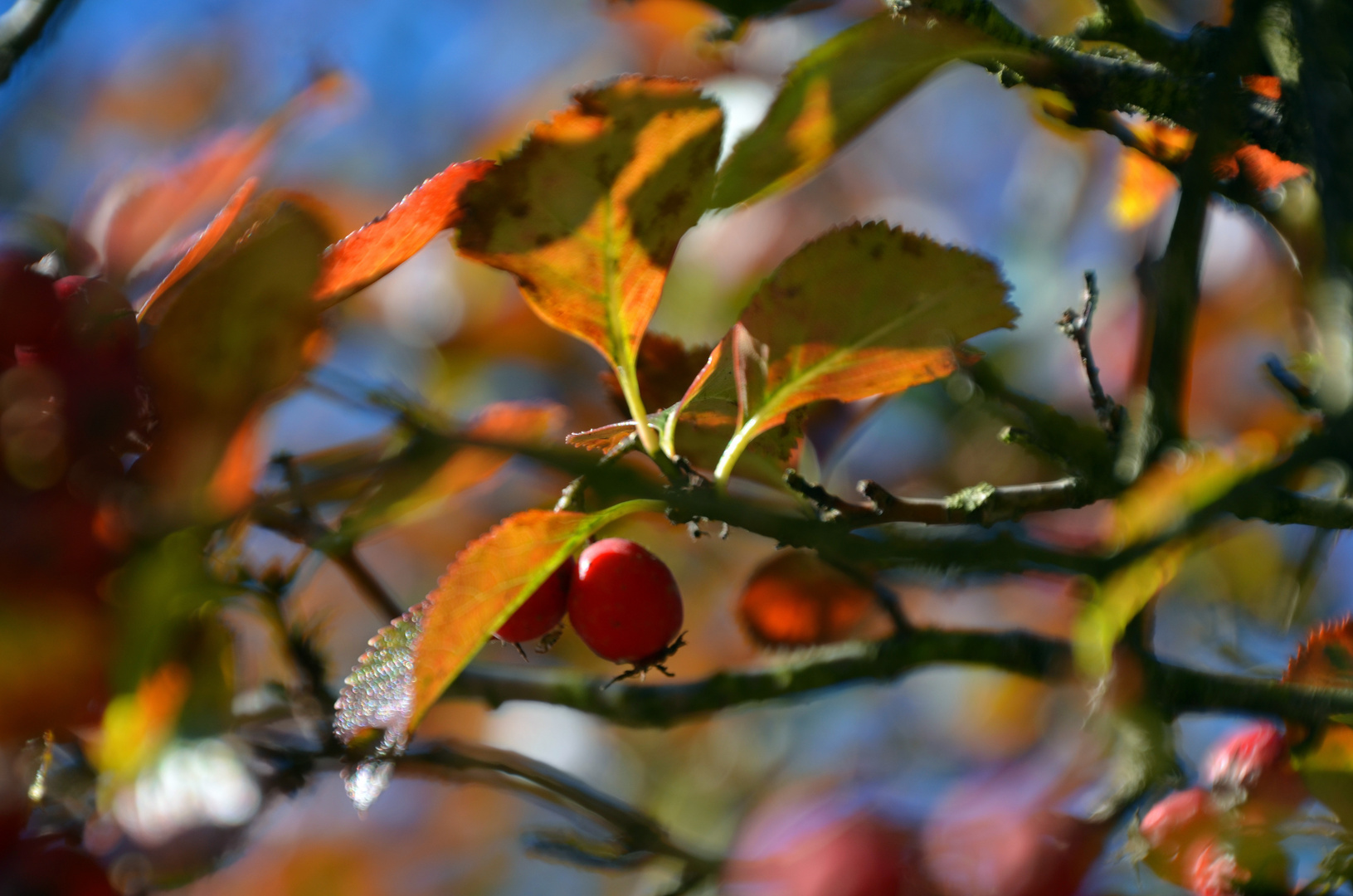 Herbststimmung