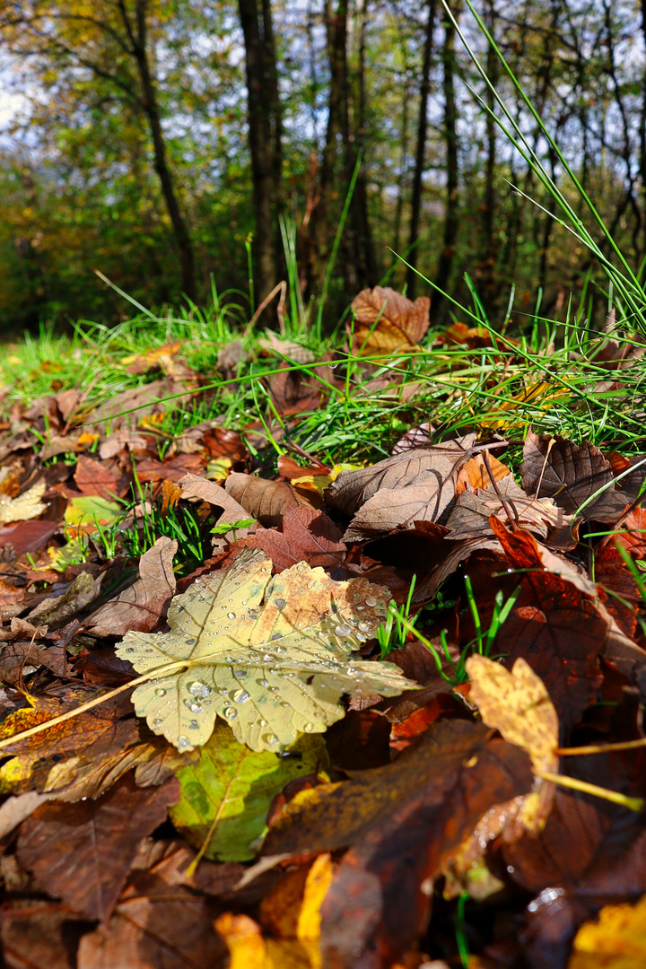 Herbststimmung