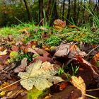 Herbststimmung