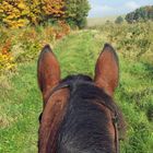 Herbststimmung durch zwei Ohren gesehen