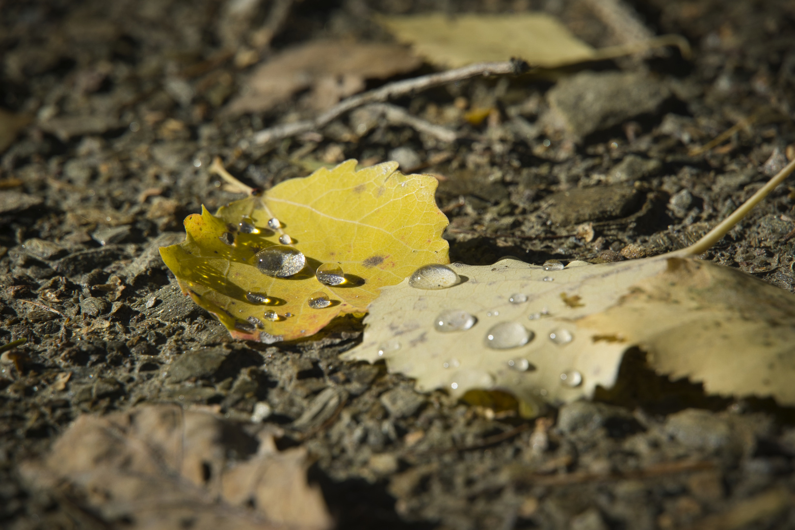 Herbststimmung