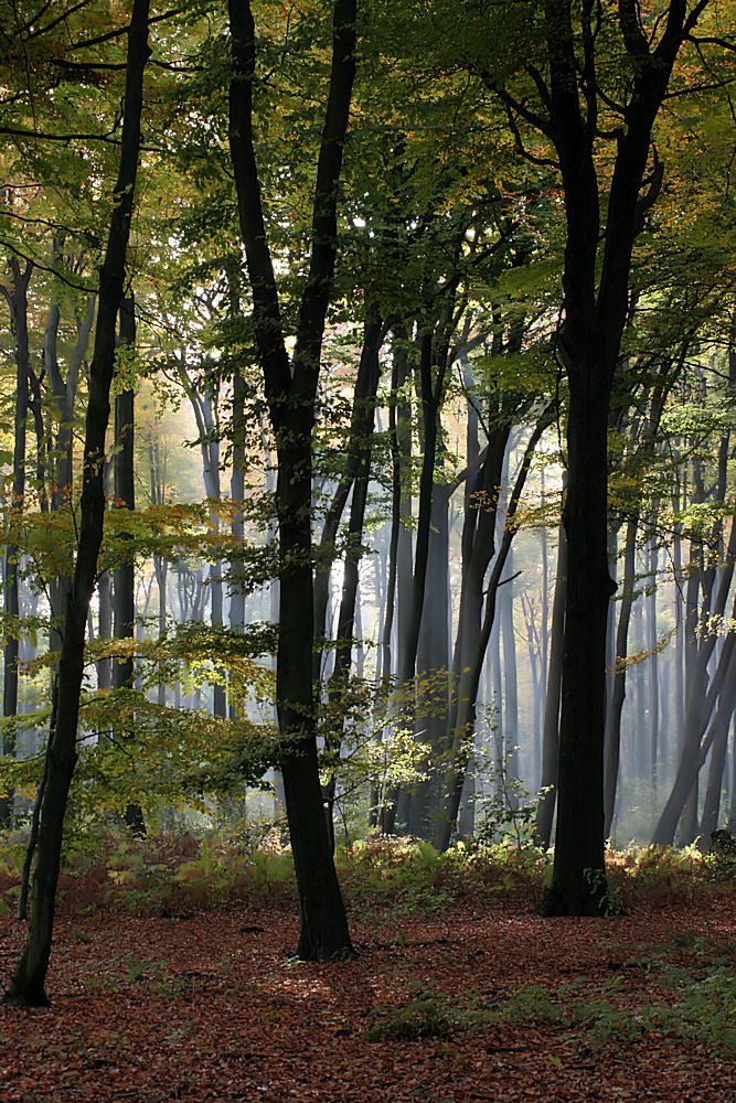 Herbststimmung