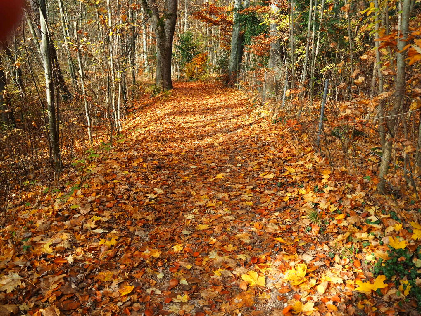 Herbststimmung 